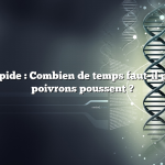 Réponse rapide : Combien de temps faut-il pour que les poivrons poussent ?